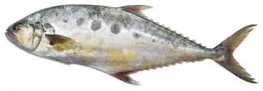 Fresh Bazar