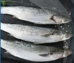 Biya Fish