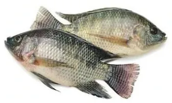Thilapia