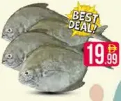 Black Pomfret