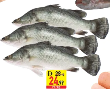 Barramundi / Kalanji