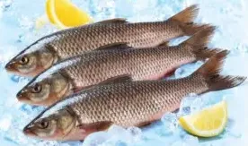 Fresh Rohu