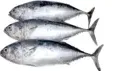 Tuna