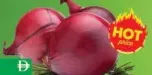 Onion