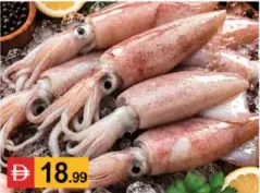 Fish-Squid (Koonthal)