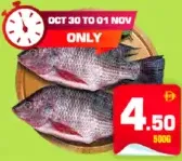 Tilapia Fish
