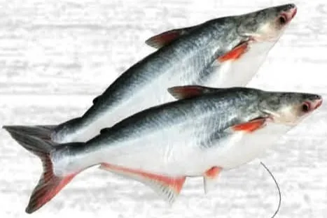 بانغوش