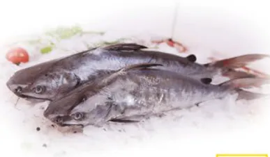 Cat Fish