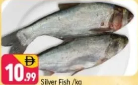 Silver Fish
