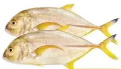 Yellow Para