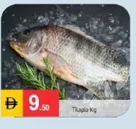 Tilapia