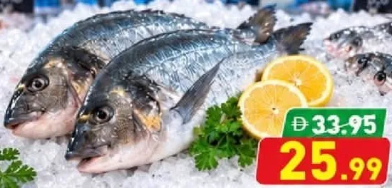 سمك دنيس متوسط
