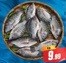 Tilapia Fish