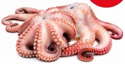Octopus (Oman)