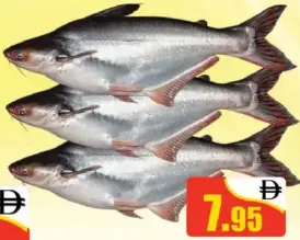 Pangasi Fish