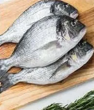 Seabream Med