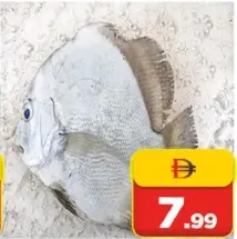 سمك البومفريت دبي / كجم