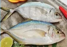 سمك جيش (كيلو)