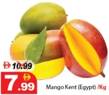 Mango Kent (Egypt)