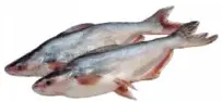Pangush Frozen