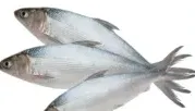 Milk Fish