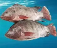 سمك بلطي طازج