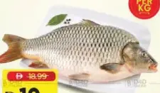 Catla Fish