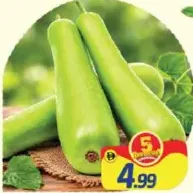 Bottle Gourd Long