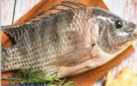 Fresh Tilapia