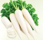 فجل