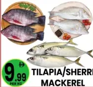 Tilapia/Sherri Mackerel