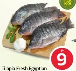 Tilapia Fresh Egyptian