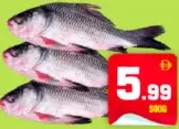 سمك كتلا بالكيلو