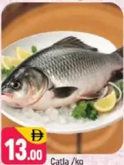 سمك كاتلا