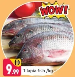 Tilapia Fish
