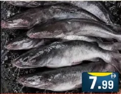 Cat Fish (Fatta)