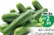 Cucumber