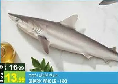 Shark Whole