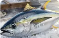 Tuna White
