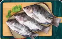 Tilapia Fish