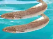 Macarona Fresh Fish