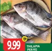 سمك بلطي