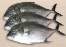 سمك تريفالي أسود فارو بارا