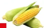 Sweet Corn