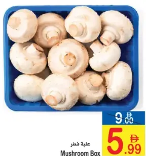 علبة فطر