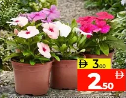 Outdoor Flower Plant