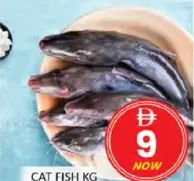 Cat Fish