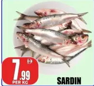 Sardin