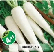 فجل