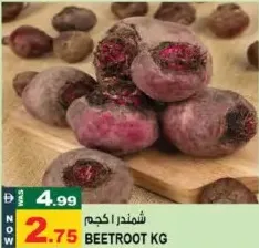 شمندر